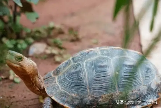 乌龟冬眠和死了区别图（怎么分辨乌龟是不是在冬眠中死了）
