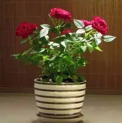 玫瑰花盆栽种植方法（盆栽玫瑰花的种植方法和注意事项）