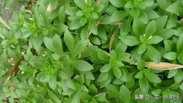 费菜在农村叫什么名字（费菜是一种什么样的植物呢）