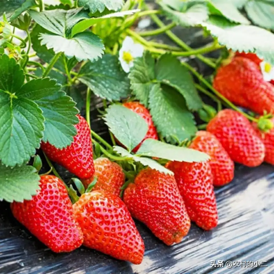 草莓喜阴还是喜阳（分享草莓的养殖方法和注意事项）