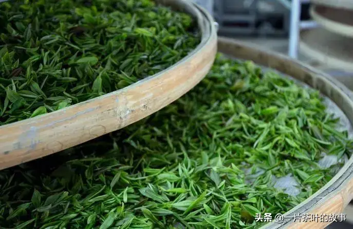 大红袍属于什么茶种是红茶还是绿茶（大红袍与红茶的区别）