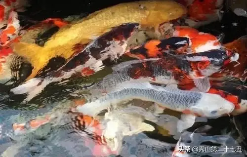 十大最好看的观赏鱼品种（10大名贵又漂亮的观赏鱼）