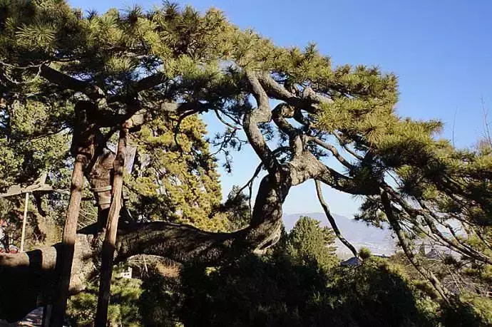 什么树是植物界的活化石（有哪些堪称活化石的树种）