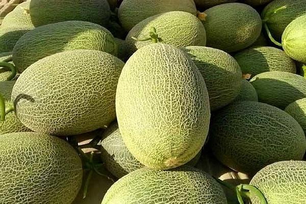 哈密瓜的季节性特点（解析哈密瓜的生长季节和品质特征）
