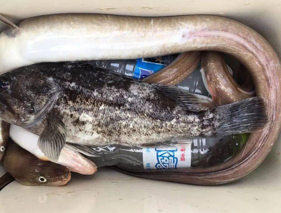 鳗鱼是海鱼还是淡水鱼（介绍鳗鱼的分布、生态习性及食用方法） ！-图2