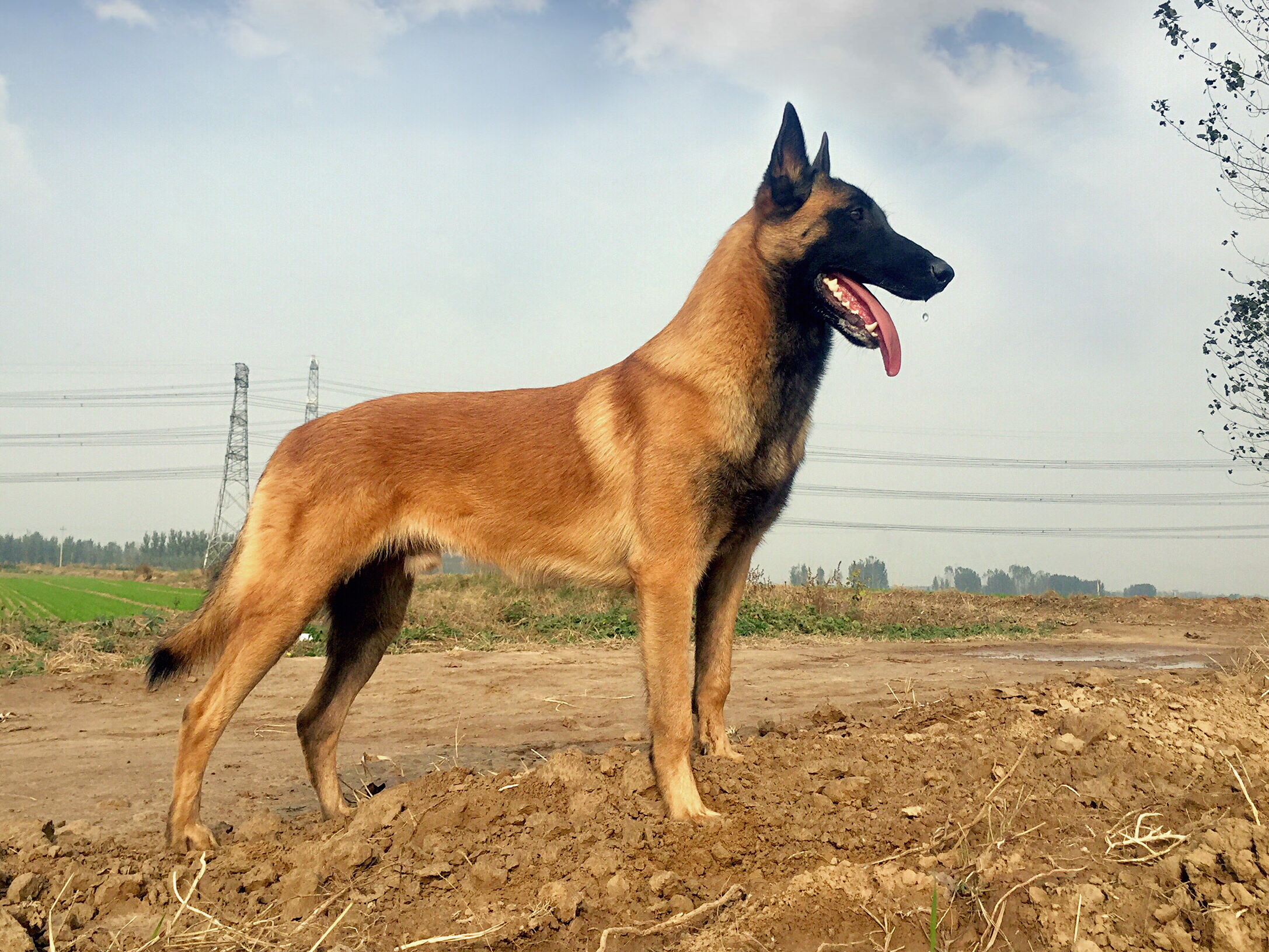 马犬幼犬的价格（介绍马犬幼犬的价格区间）